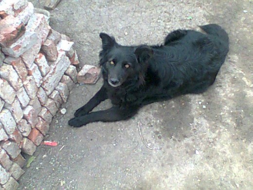 esta es mi hermosa negra! =)
esta es mi hermosa negra! =)